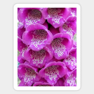 Common Foxglove (Digitalis purpurea) Sticker